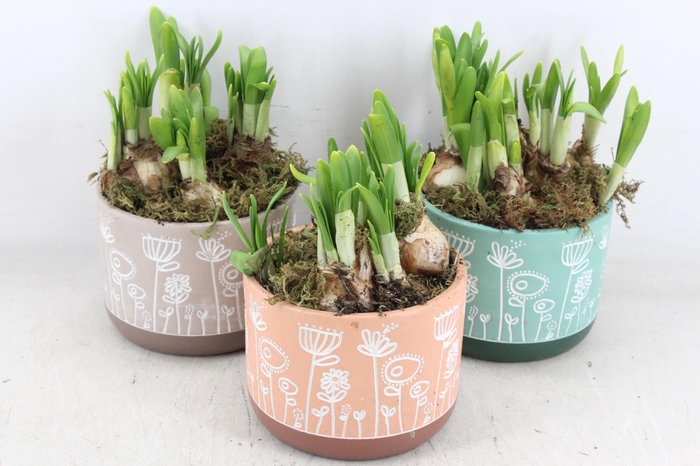 <h4>arr4 Narcis FL - Flower time pastel x6</h4>