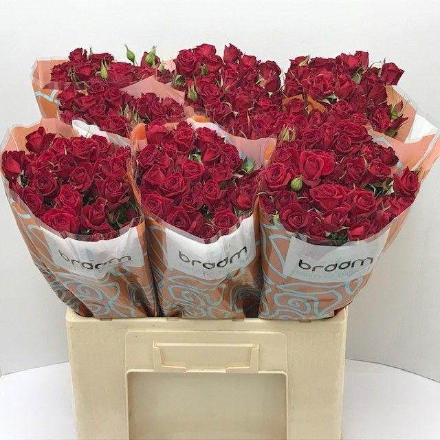 <h4>Rosa spray rubicon</h4>