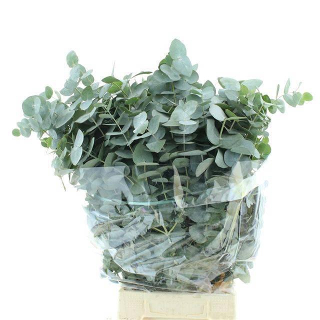 <h4>EUC CINEREA PER BOS</h4>