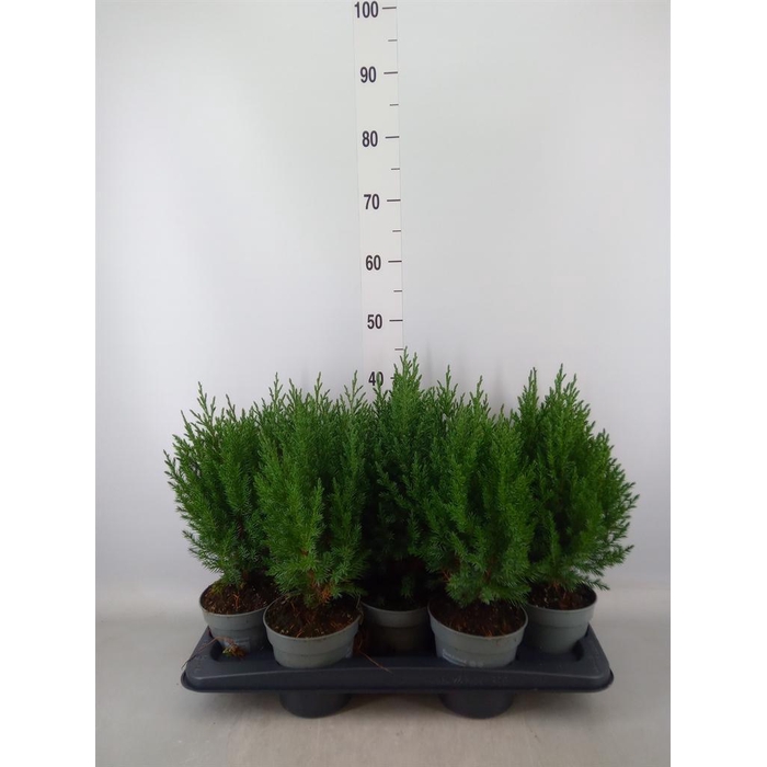 <h4>Juniperus chinensis 'Stricta'</h4>