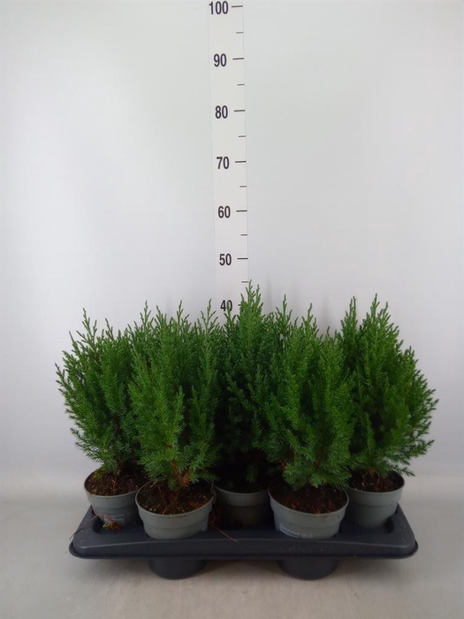 <h4>Juniperus chinensis 'Stricta'</h4>