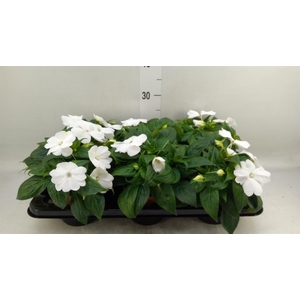 Impatiens NG 'ColPow White'