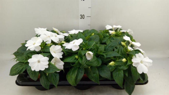 <h4>Impatiens NG 'ColPow White'</h4>