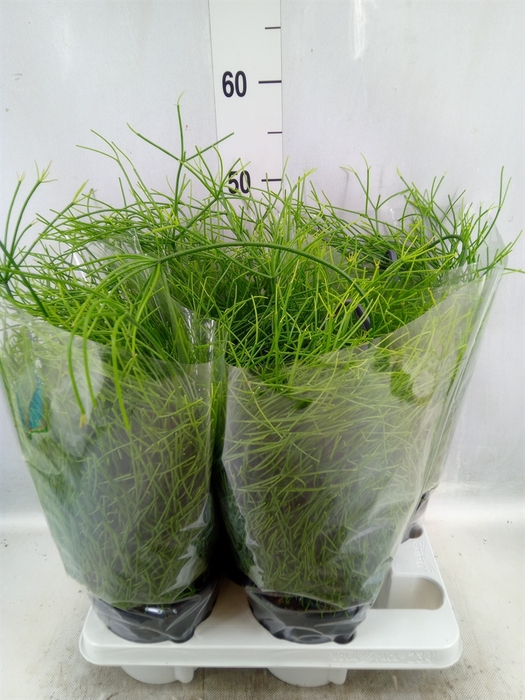 <h4>Rhipsalis baccifera 'Oasis'</h4>