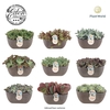 Summer Collection 25cm MIXTRAY (per fust 3 soorten, vrije mix)