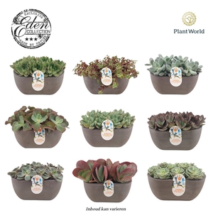 Summer Collection 25cm MIXTRAY (per fust 3 soorten, vrije mix)