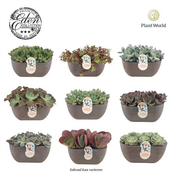 Summer Collection 25cm MIXTRAY (per fust 3 soorten, vrije mix)