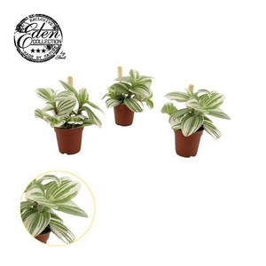 Tradescantia Brightness 5,5cm