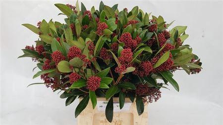 <h4>Skimmia J Rubella Bs</h4>
