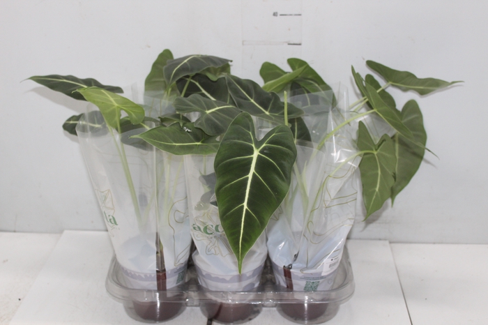 <h4>ALOCASIA FRYDEK P12</h4>