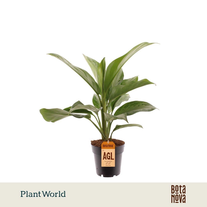 <h4>Aglaonema Silver Bay</h4>