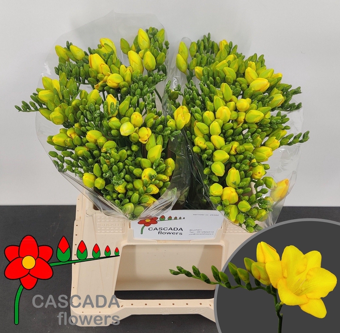 <h4>FR EN VALERIE</h4>