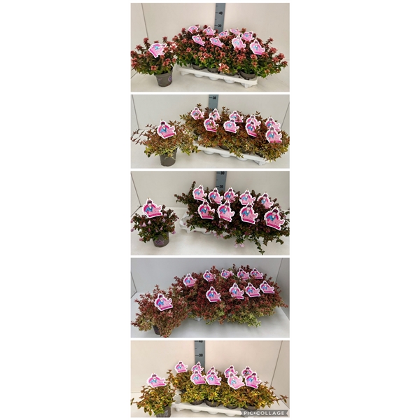 <h4>Abelia in Sorten 11T</h4>