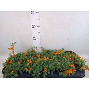Lotus corniculatus
