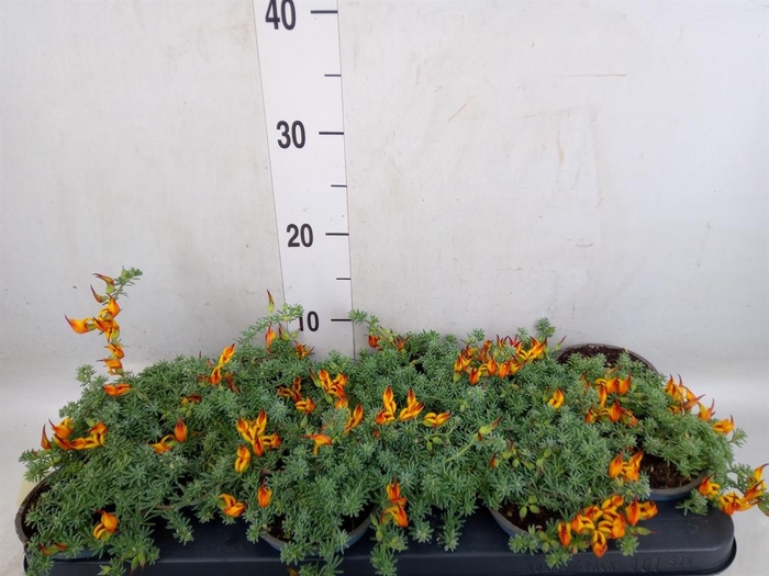 <h4>Lotus corniculatus</h4>