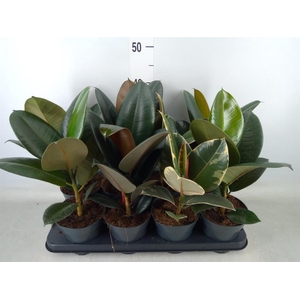 Ficus elastica   ...