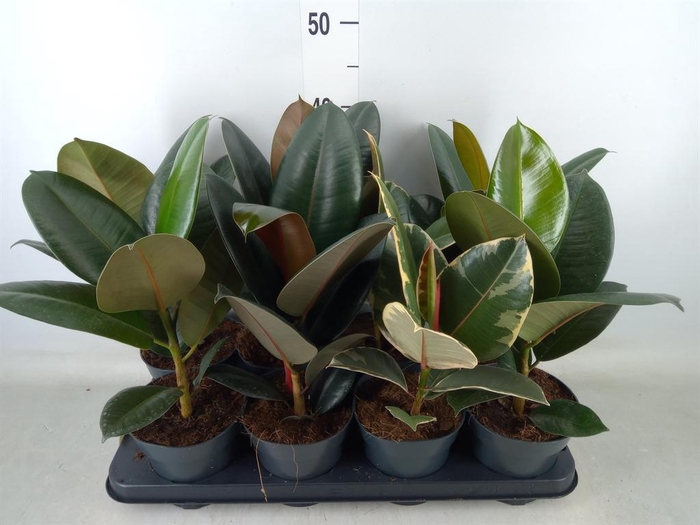 <h4>Ficus elastica   ...</h4>