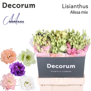 Lisianthus Alissa mix 70cm