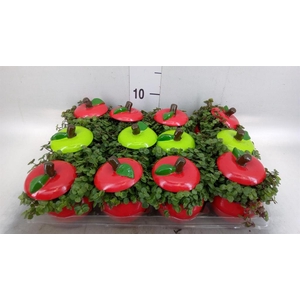 Arr.   Kamerplant Groen L%