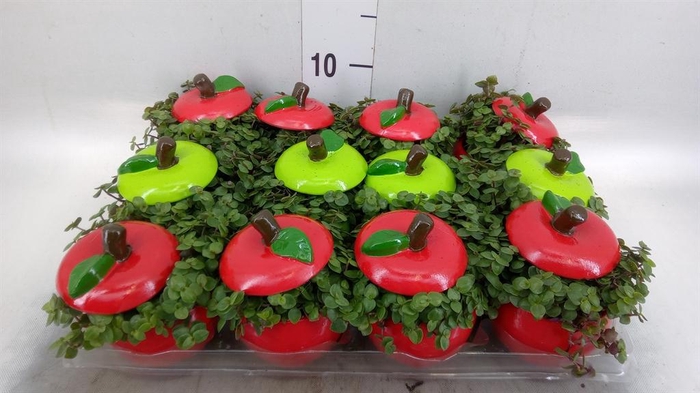 <h4>Arr.   Kamerplant Groen L%</h4>