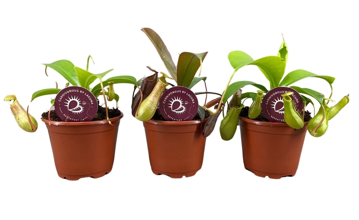 <h4>Nepenthes mix 8,5 cm</h4>