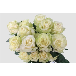 Rosa ec mondial