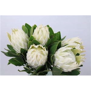 Protea Ayoba Arctic Ice