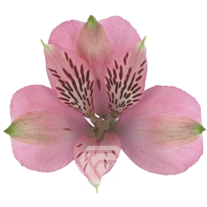 ALSTR ELEGANCE Tessa