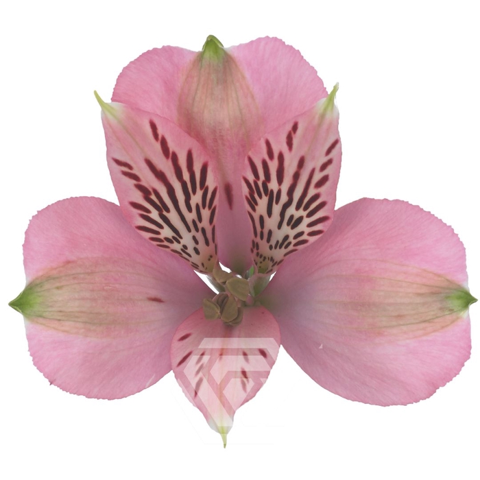 <h4>ALSTR ELEGANCE Tessa</h4>