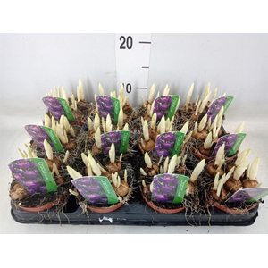 Crocus vernus 'Flower Record'