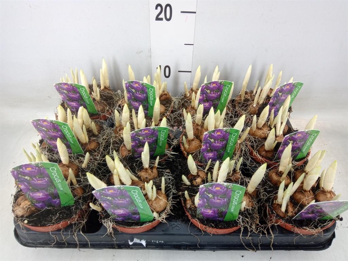 <h4>Crocus vernus 'Flower Record'</h4>