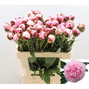 PAEO L SARA BERNHARD