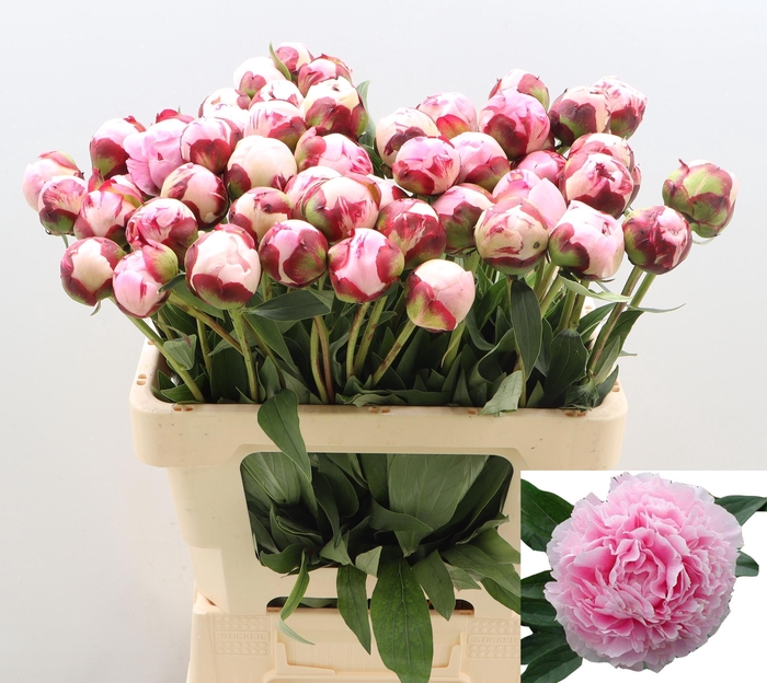 <h4>PAEO L SARA BERNHARD</h4>