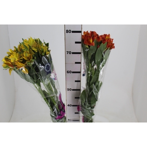 ALSTROEMERIA VARIADO 080 CM
