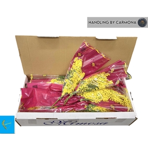 ACACIA BAILEYA BL BS