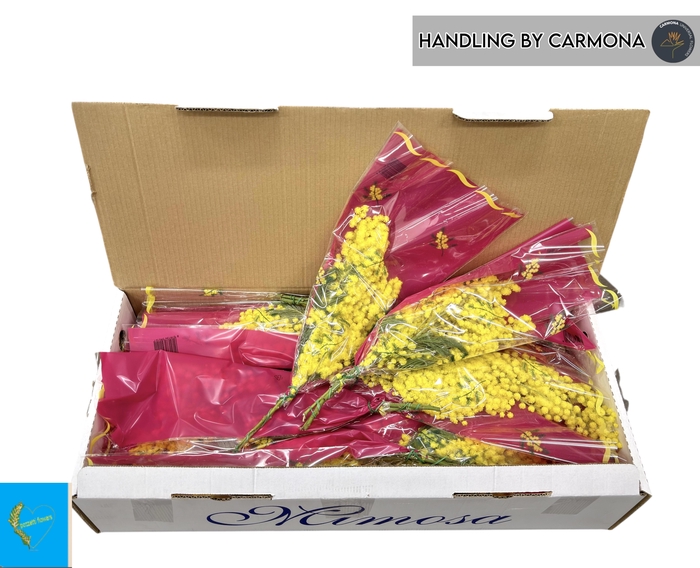 <h4>ACACIA BAILEYA BL BS</h4>