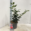 Camellia japonica Lady Campbell