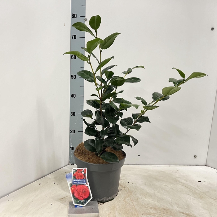 <h4>Camellia japonica Lady Campbell</h4>