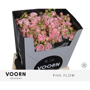 Rosa spray pink flow