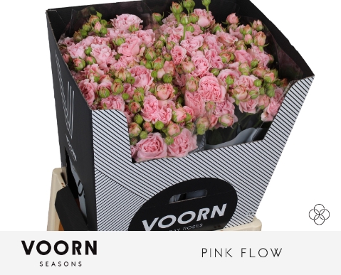 <h4>Rosa spray pink flow</h4>