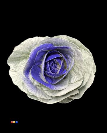 <h4>Brassica White - Purple</h4>