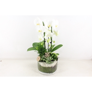 arr2 PL - Glas cilinder phal. wit