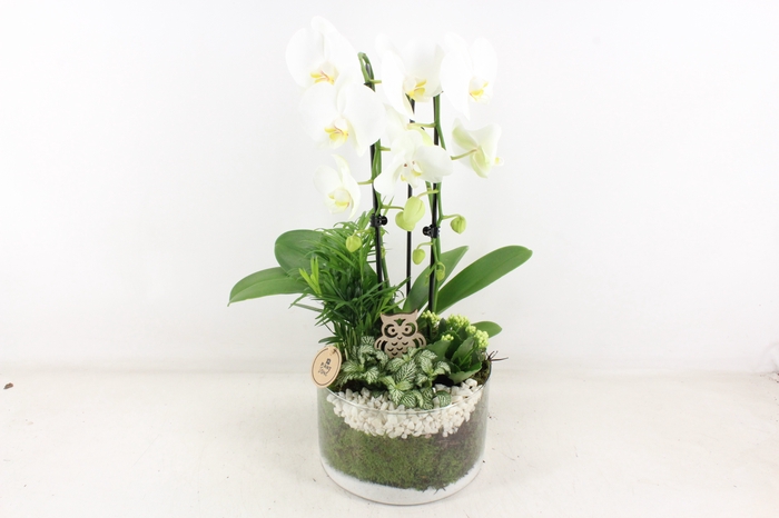 <h4>arr2 PL - Glas cilinder phal. wit</h4>