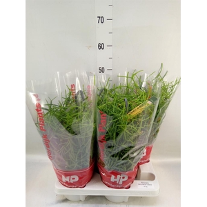 Rhipsalis baccifera 'Oasis'