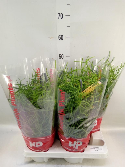 <h4>Rhipsalis baccifera 'Oasis'</h4>