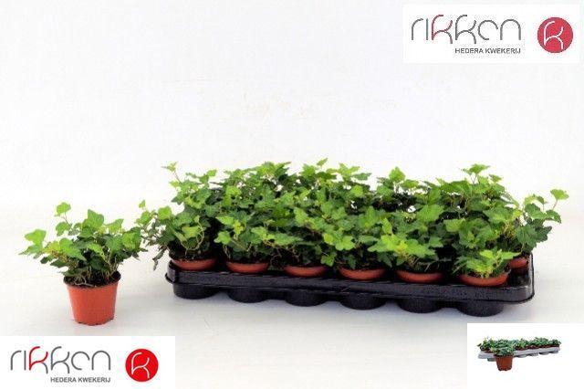 <h4>HED HE WONDER</h4>