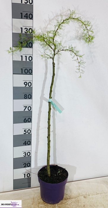 <h4>LABURNU WA VOSSII</h4>