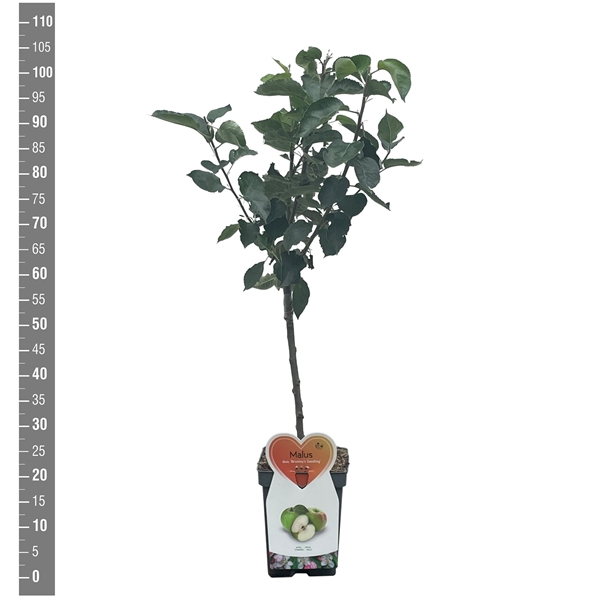 <h4>Malus d. Bramley Seedling Patioboom</h4>