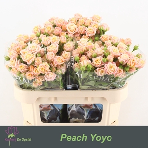 R Tr Peach Yo-yo