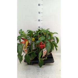 Capsicum annuum   ...peper